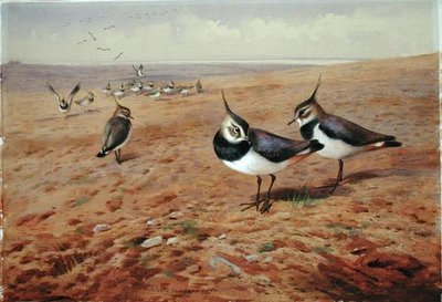Lapwings على المحراث بواسطة أرشيبالد ثوربورن