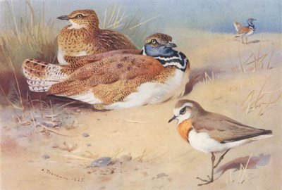 طائر الحبارى الصغير (ذكر وأنثى)، زقزاق قزوين (صورة حجرية ملونة) بواسطة أرشيبالد ثوربورن