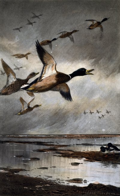 Mallards in flight بواسطة أرشيبالد ثوربورن