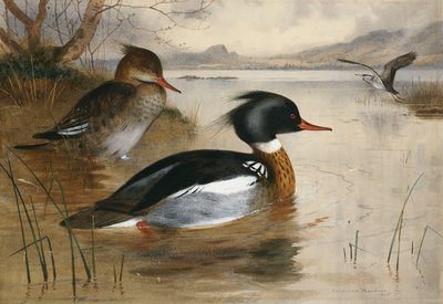 Mergansers ، في بحيرة لوخ ماري بواسطة أرشيبالد ثوربورن