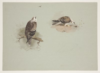 Pale honey buzzard, c.1915 (watercolor & bodycolour over pencil on paper) بواسطة أرشيبالد ثوربورن