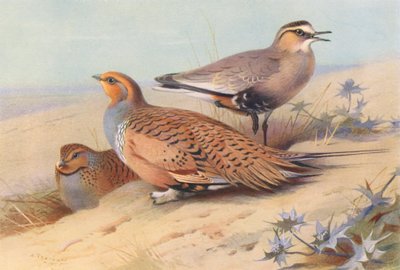 طائر الطيهوج الرملي بالاس (ذكر وأنثى)، الزقزاق الاجتماعي (صورة حجرية ملونة) بواسطة أرشيبالد ثوربورن