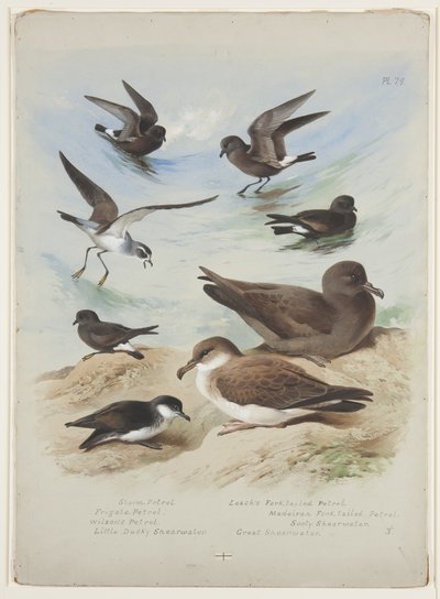 Petrels, c.1915 (watercolor & bodycolour over pencil on paper) بواسطة أرشيبالد ثوربورن