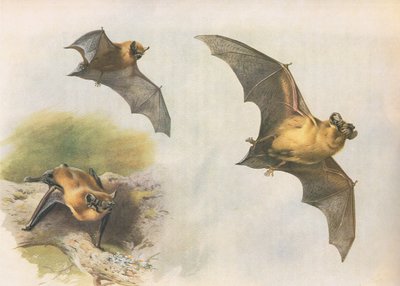 Pipistrelle أو Common Bat ، من الثدييات Thorburns التي نشرتها Longmans and Co ، c. 1920 بواسطة أرشيبالد ثوربورن