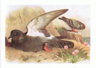 Rock Dove ، من طيور الجزر البريطانية وبيضها ، نشرته شركة فريدريك وارن وشركاه المحدودة ، 1958 بواسطة أرشيبالد ثوربورن