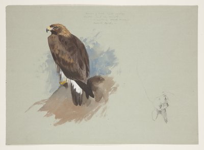Sea eagle and pencil sketch of rabbit, c.1915 (watercolor & bodycolour over pencil on paper) بواسطة أرشيبالد ثوربورن