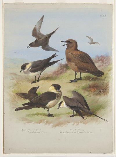 Skuas ، حوالي عام 1915 (ألوان مائية ولون للجسم فوق قلم رصاص على ورق) بواسطة أرشيبالد ثوربورن