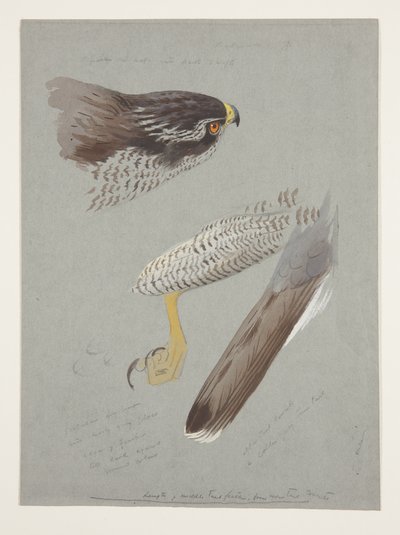 دراسات للرأس والقدم والجناح لذكر الباز حوالي عام 1915 (ألوان مائية ولون الجسم فوق قلم رصاص على ورق) بواسطة أرشيبالد ثوربورن