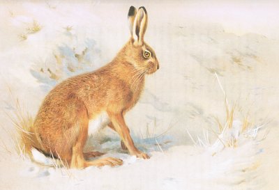 الأرنب العادي ، من الثدييات ثوربورنس التي نشرتها Longmans and Co ، c. 1920 بواسطة Archibald Thorburn