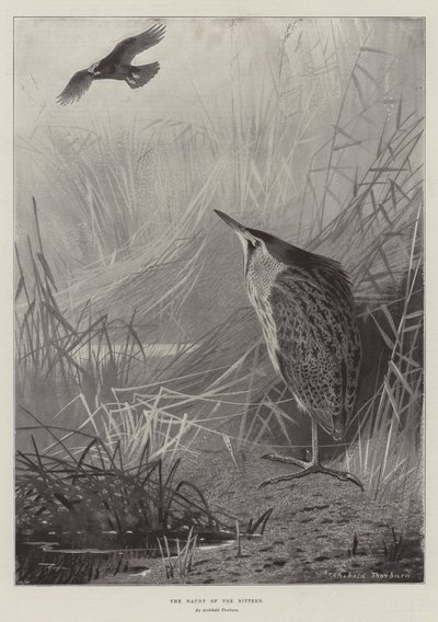 مطاردة بيترن بواسطة Archibald Thorburn