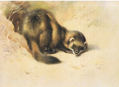 ال Polecat ، من الثدييات ثوربورن التي نشرتها Longmans and Co ، c. 1920 بواسطة أرشيبالد ثوربورن
