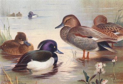 البط المُعلف (ذكر وأنثى)، الغادوال (ذكر وأنثى) (صورة حجرية ملونة) بواسطة أرشيبالد ثوربورن