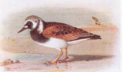 Turnstone ، من طيور الجزر البريطانية وبيضها الذي نشرته شركة فريدريك وارن وشركاه المحدودة ، 1958 بواسطة Archibald Thorburn