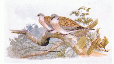 Turtle Dove ، من طيور الجزر البريطانية وبيضها ، نشرته شركة فريدريك وارن وشركاه المحدودة ، 1958 بواسطة أرشيبالد ثوربورن