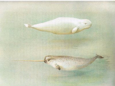 White Whale and Narwhal ، من الثدييات ثوربورنس التي نشرتها Longmans and Co ، c. 1920 بواسطة أرشيبالد ثوربورن