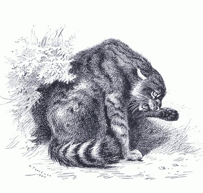 القط البري ، من ثدييات ثوربورن التي نشرتها Longmans and Co ، c. 1920 (ليثو) بواسطة أرشيبالد ثوربورن
