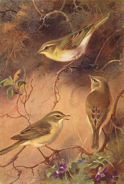 طائر النمنمة الخشبية، طائر النمنمة الصفصافية، طائر الشيفشاف (طباعة حجرية ملونة) بواسطة أرشيبالد ثوربورن