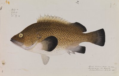 الشرقية Wirra ، Acanthistius ocellatus بواسطة آرثر بارثولوميو