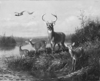 في Qui Vive ، Buck and Three Does ، 1871. بواسطة آرثر فيتزويليام تيت