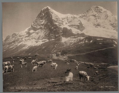 أبقار على Kleine Scheidegg في بيرنيز أوبرلاند ، في الخلفية Eiger و Mönch Kleine Scheidegg ، Eiger und Moench (العنوان على الكائن) بواسطة مجهول