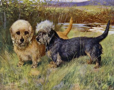 The Dandie Dinmont Terrier ، Ch Blacket House Yet ، Mustard and Ch Ancrum Fanny ، Pepper (لون ليثو) بواسطة آرثر واردل