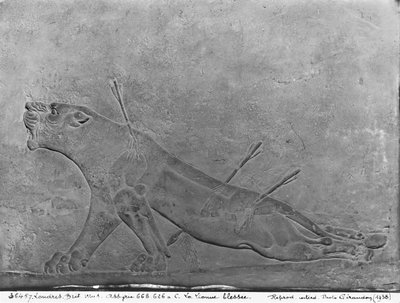لبؤة مجروحة ، تفصيل من لوحة الإغاثة التي تصور Ashurbanipal II Killing Lions ، من قصر Ashurbanipal II ، نمرود ، العراق ، Neo-Assyrian ، 668-627 قبل الميلاد (الحجر الجيري) بواسطة الآشورية