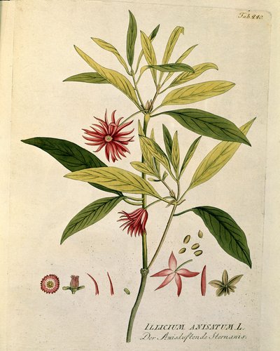 نباتي: "" نجمة اليانسون "(Illicium anisatum) لوحة مأخوذة من" Medicinalium secundum Linnaei Digestarum "بواسطة جوزيف جاكوبي بلينك (1735-1807) 1788-1803 مجموعة خاصة بواسطة المدرسة النمساوية