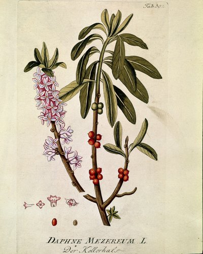 نباتي: "" Bois-joli "" (Bois joli) (أو Bois-gentil ، Bois gentile) (Daphne mezereum) لوح مستخرج من "Medicinalium secundum Linnaei Digestarum" بقلم جوزيف جاكوبي بلينك (1735-1807) 1788-1803 مجموعة خاصة بواسطة المدرسة النمساوية