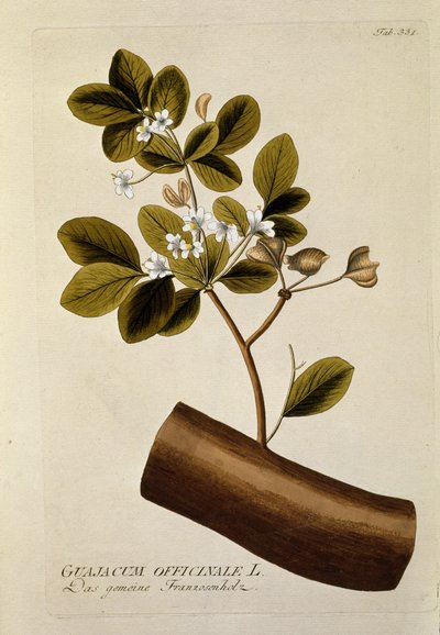 نباتي: "" Guajacun officinale "" لوحة مسحوبة من "" Medicinalium secundum Linnaei Digestarum "" لجوزيف جاكوبي بلينك (1735-1807) 1788-1803 مجموعة خاصة بواسطة المدرسة النمساوية