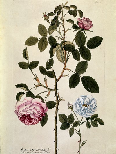 Botanical: Rose with a hundred leaves (Rosa centifolia) Plate drawn from “Medicinalium secundum Linnaei digestarum”” by Joseph Jacobi Plenck (1735-1807) 1788-1803 Private collection بواسطة المدرسة النمساوية