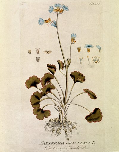 نباتي: "حبيبات Saxifrage" (Saxifraga granulata) لوحة مأخوذة من "Medicinalium secundum Linnaei Digestarum" بواسطة جوزيف جاكوبي بلينك (1735-1807) 1788-1803 مجموعة خاصة بواسطة المدرسة النمساوية