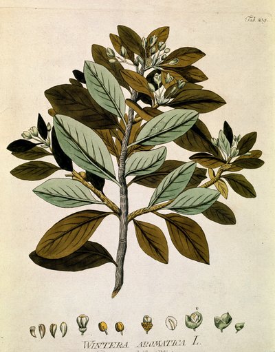  بواسطة المدرسة النمساوية