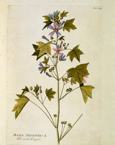 نباتي: "" أرجواني كبير "(Malva sylvestris) لوحة مأخوذة من" "Medicinalium secundum Linnaei Digestarum" "لجوزيف جاكوبي بلينك (1735-1807) 1788-1803 مجموعة خاصة بواسطة المدرسة النمساوية