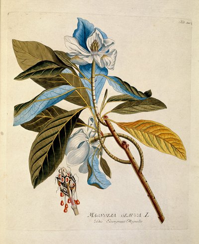 نباتي: "" ماغنوليا "" لوحة مأخوذة من "" Medicinalium secundum Linnaei Digestarum "" لجوزيف جاكوبي بلينك (1735-1807) 1788-1803 مجموعة خاصة بواسطة المدرسة النمساوية