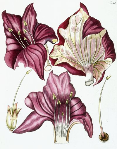 الشكل 18 ، من "Collectanea the Botanicam و Chemiam و History History، with the Figures" ، 1786-1796 بواسطة المدرسة النمساوية