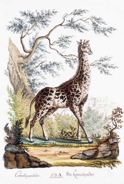 الزرافة ، 1794 بواسطة المدرسة النمساوية