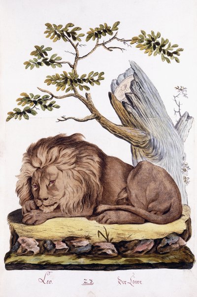 الأسد ، 1794 بواسطة المدرسة النمساوية