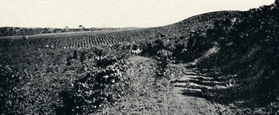 كافزال ، 1895 بواسطة أكسل فريك