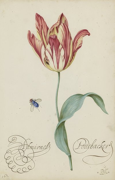 دراسة الخزامى والذبابة. 1620-29 بواسطة Balthasar van der Ast