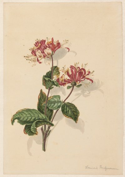 فرع زهر العسل البري (Lonicera periclymenum) بواسطة باريند هندريك تيير