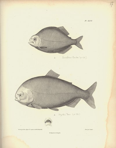 Characidae ، Pl. XLVII ، فولاذ محفور بواسطة Coutant بعد نقش بواسطة Nicola Huet (1770-1827) ، توضيح من `` مجموعة مراقبة علم الحيوان والتشريح المقارن ، الجزء الثاني &39;&39; ، بقلم Al. بواسطة البارون فريدريش ألكسندر فون هومبولت