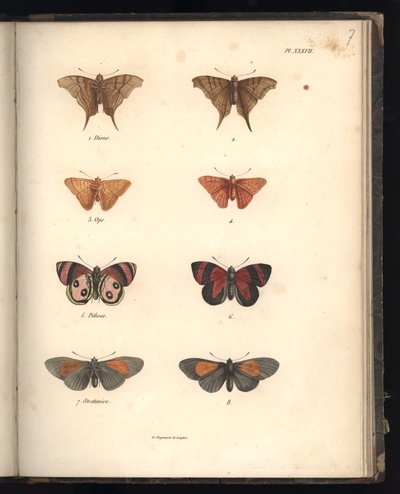 Lepidoptera ، Pl. XXXVII ، التوضيح من "مجموعة من مراقبة علم الحيوان والتشريح المقارن ، الجزء الثاني" ، بقلم Al. Humboldt and A. Bonplant ، باريس ، 1821 (نقش الألوان) بواسطة البارون فريدريش ألكسندر فون هومبولت