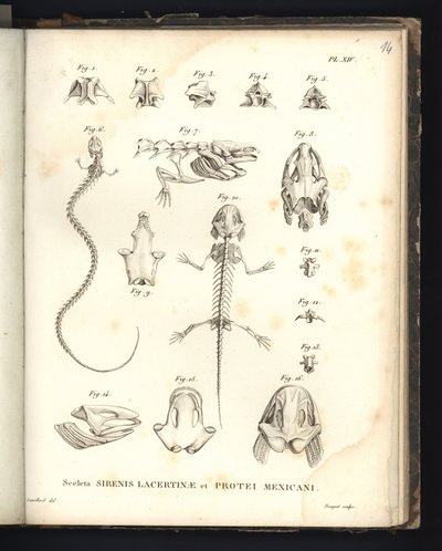 الهياكل العظمية Lacertinae الحيوية والموانئ المكسيك ، اللوحة 14 ، علم العظام من صفارات الإنذار و serenomelia و axolotl بواسطة البارون فريدريش ألكسندر فون هومبولت
