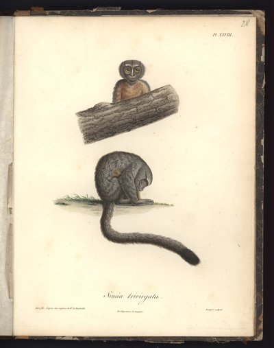 Simia trivirgata ، Pl.XXVIII ، فولاذ محفور بواسطة Louis Bouquet (1765-1814) بعد نقش بواسطة Nicola Huet (1770-1827) ، توضيح من "Recueil d&39;observation من علم الحيوان ومقارنة التشريح ، fai بواسطة البارون فريدريش ألكسندر فون هومبولت