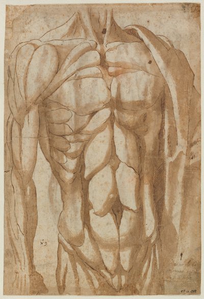 دراسة الجذع المسلخ (ظهر) بواسطة Bartolommeo da Arezzo