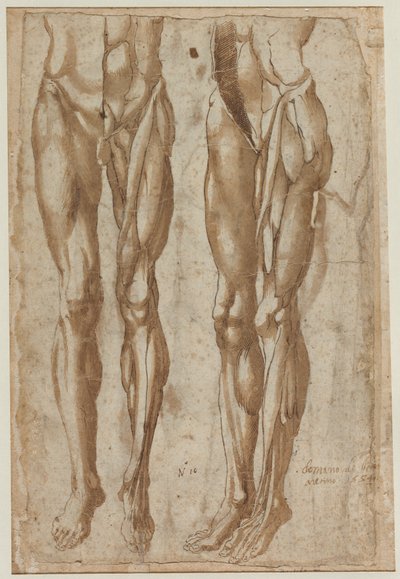 دراستان لرجل مستقيمي مفلطح دراسة لجذع مائل ، 1554. بواسطة Bartolommeo da Arezzo