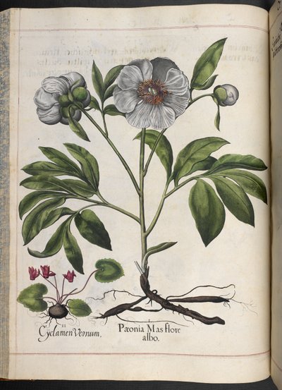 اللوحة 106: بخور مريم العذراء ، Paonia Mas flore albo ، من Hortus Eystettensis ، بقلم باسيليوس بيسلر بواسطة Basilius Besler