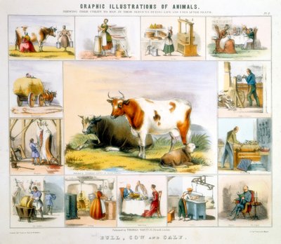 البقرة ، c1850 بواسطة بنيامين ووترهاوس هوكينز