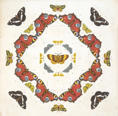 التفاصيل من اللوحة 1 ، من تصوير نادر للفراشات والعث ، حانة. 1764 (نقش يدوي) بواسطة بنيامين ويلكس