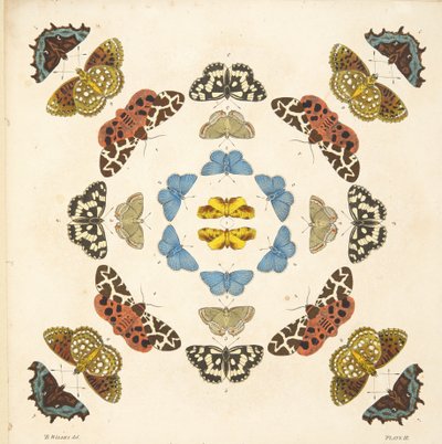 التفاصيل من اللوحة الثالثة ، من تصوير نادر للفراشات والعث ، حانة. 1764 (نقش يدوي) بواسطة بنيامين ويلكس